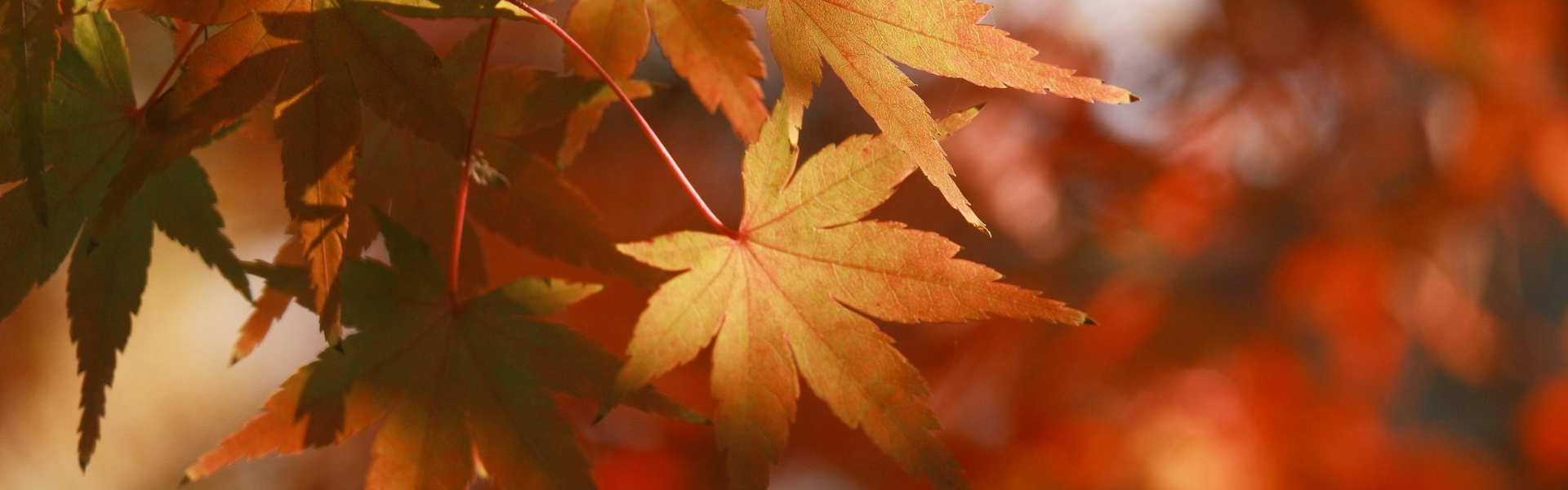 fall